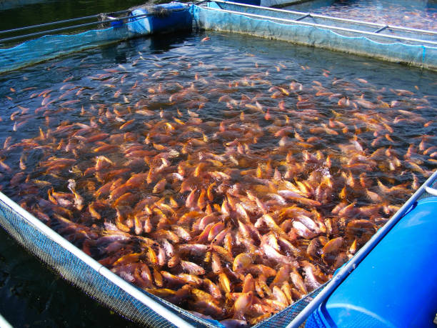 close up schooling of red tilapia fish swimming in clear water cage culture from aquaculture farm, fishery industry concept